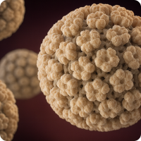 콘딜로마(곤지름)